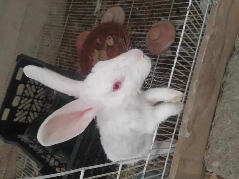 RABBIT AND LOVE BRIDS — photo 9