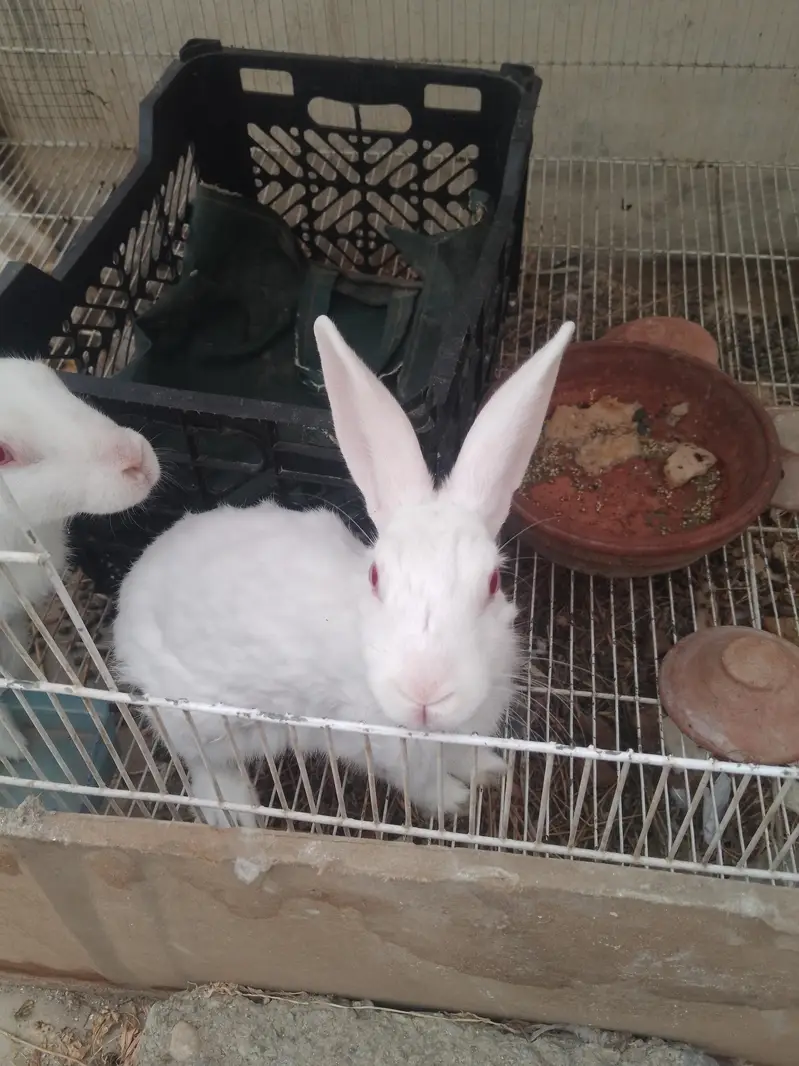 RABBIT AND LOVE BRIDS — photo 10
