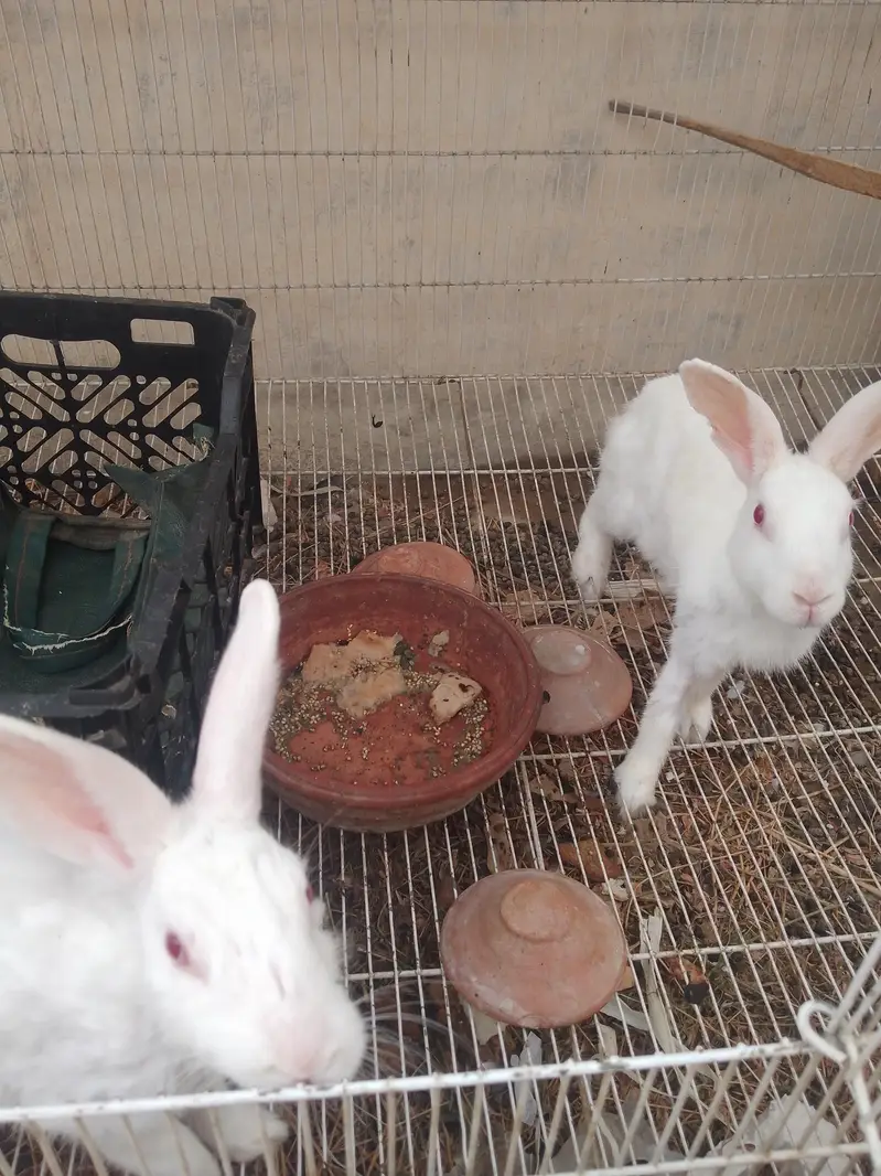 RABBIT AND LOVE BRIDS — photo 11