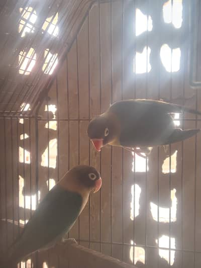 LOVE BRIDS