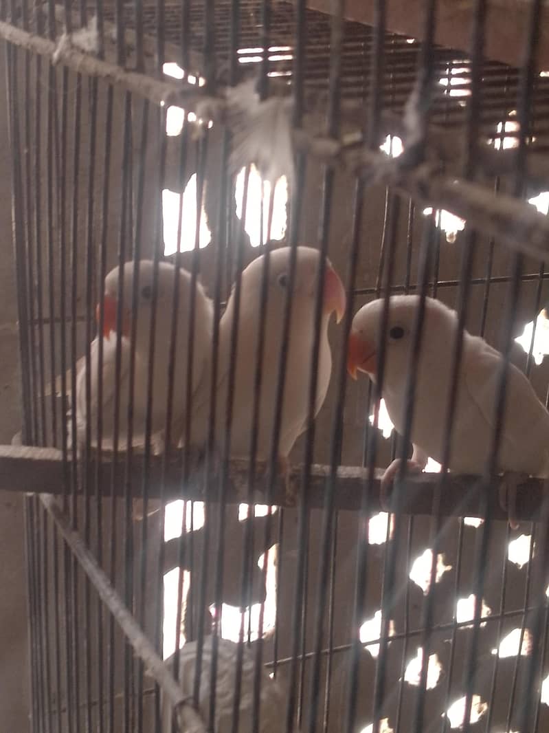 LOVE BRIDS 8