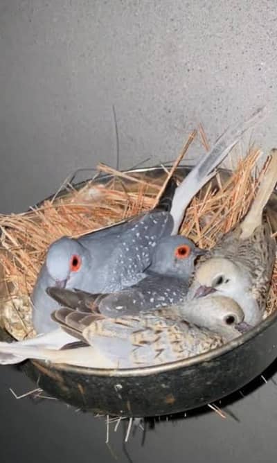 Diomnd Dove Breeders pair Available