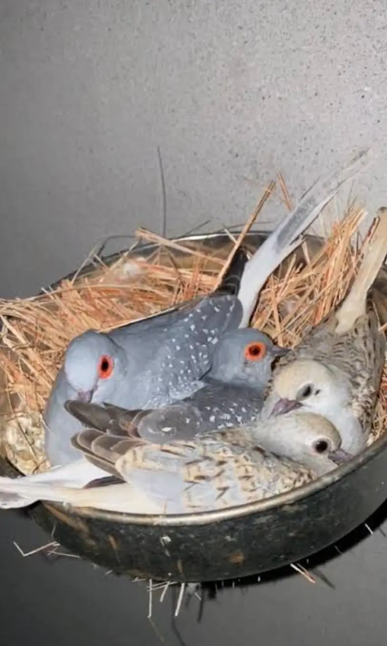 Diomnd Dove Breeders pair Available