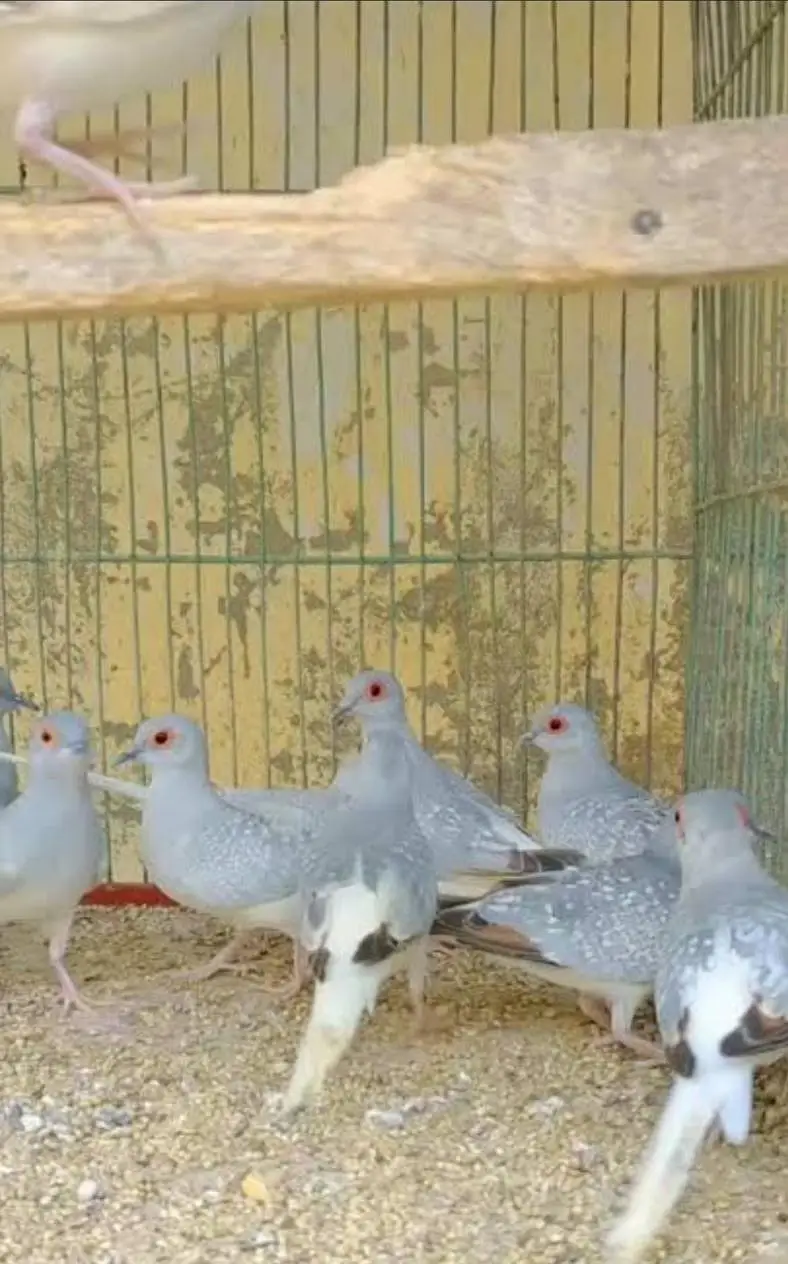 Diomnd Dove Breeders pair Available — photo 2