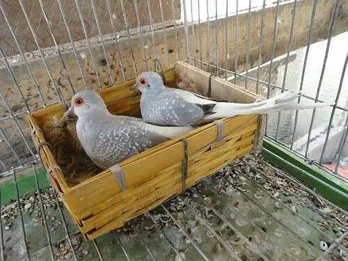 Diomnd Dove Breeders pair Available — photo 3
