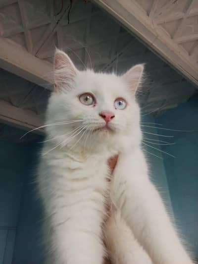 Female kitten