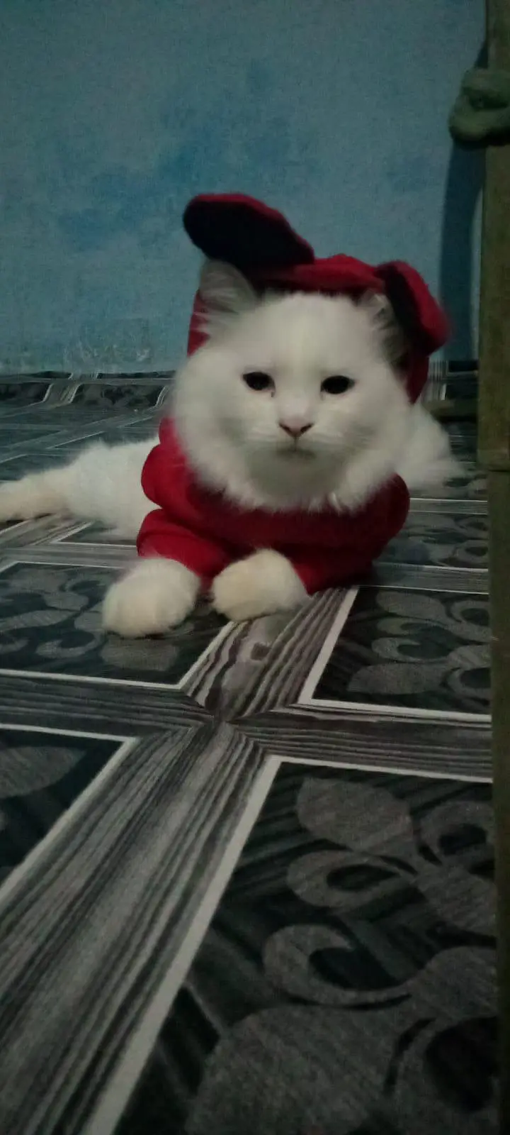 Female kitten — photo 2
