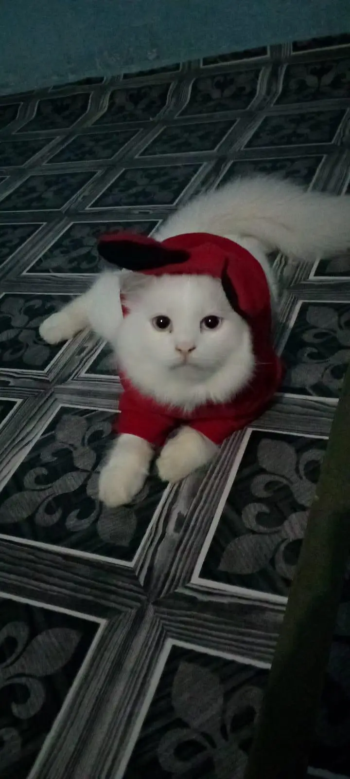 Female kitten — photo 3