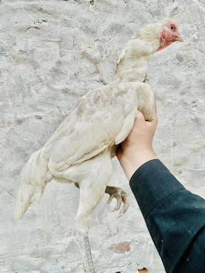 Hen Aseel