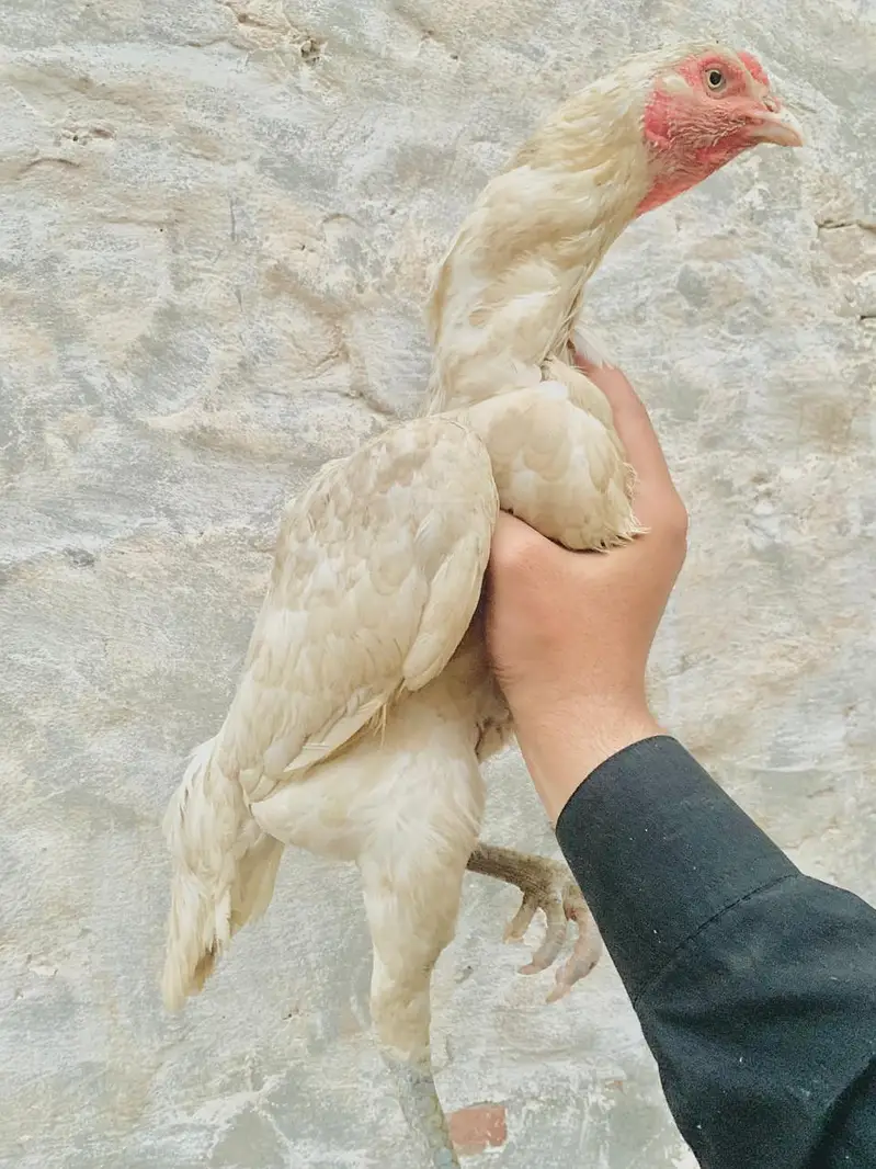 Hen Aseel — photo 2