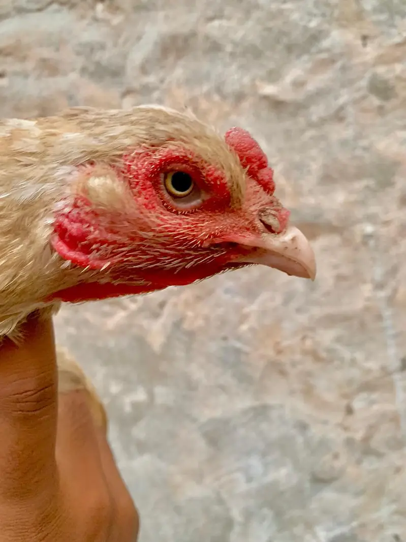 Hen Aseel — photo 3