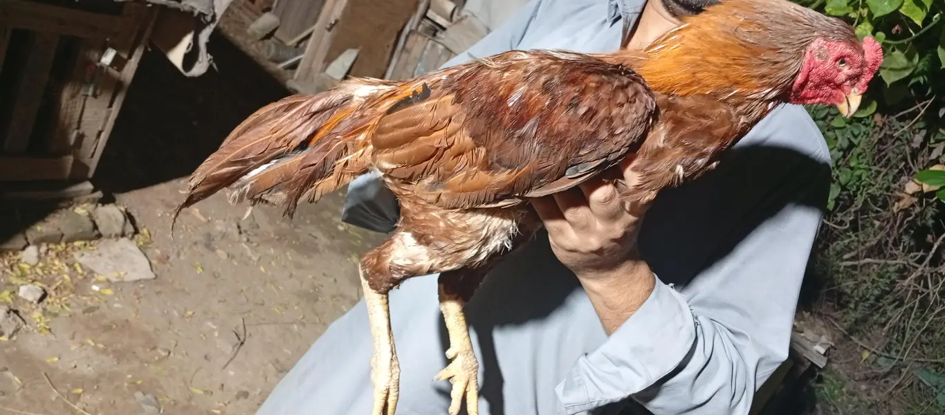 aseel morgha baredr — photo 3