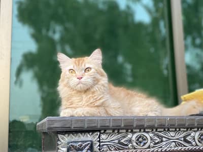 Persian triple coat female cat