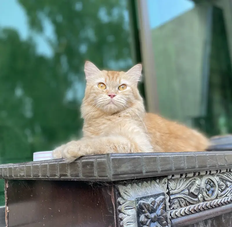 Persian triple coat female cat — photo 2