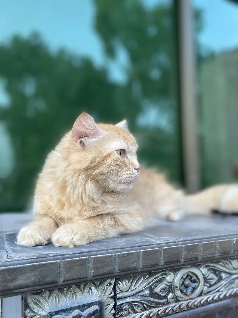 Persian triple coat female cat — photo 3