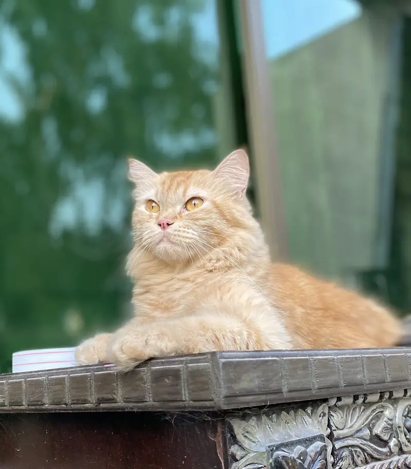 Persian triple coat female cat — photo 4
