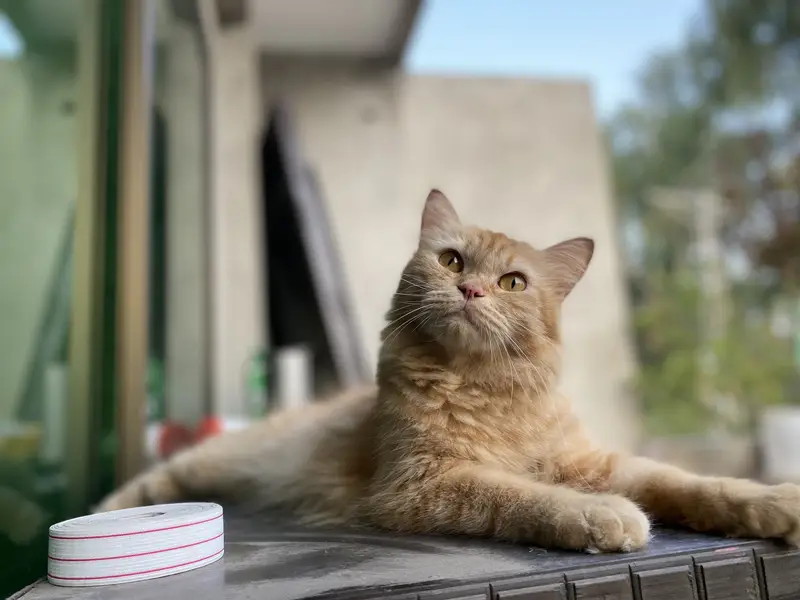 Persian triple coat female cat — photo 5