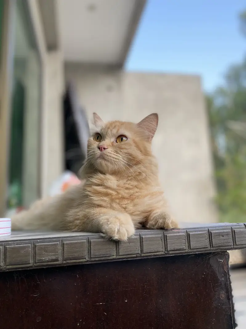 Persian triple coat female cat — photo 6
