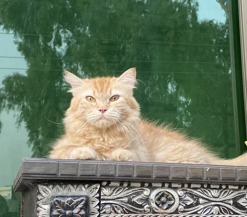 Persian triple coat female cat — photo 7