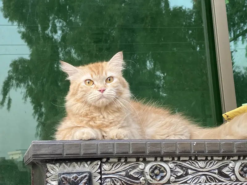 Persian triple coat female cat — photo 8