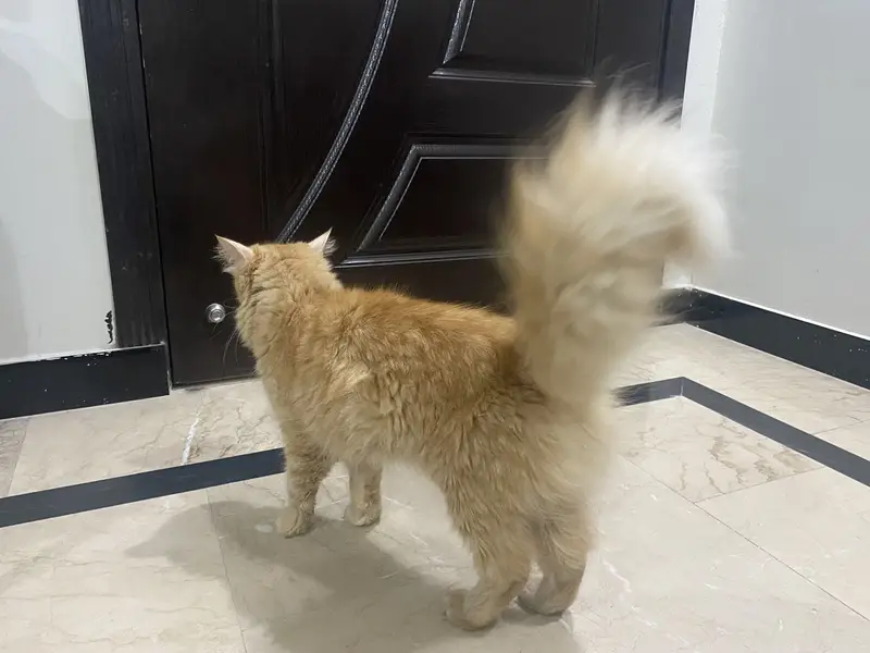 Persian triple coat female cat — photo 9