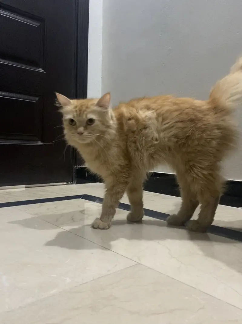 Persian triple coat female cat — photo 10