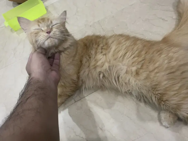 Persian triple coat female cat — photo 11