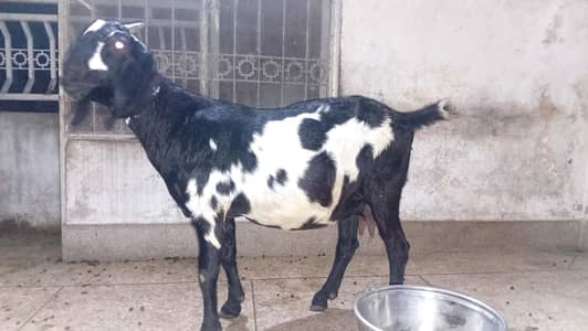 Gaban Desi Bakri