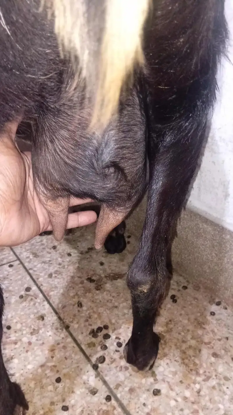 Gaban Desi Bakri — photo 3
