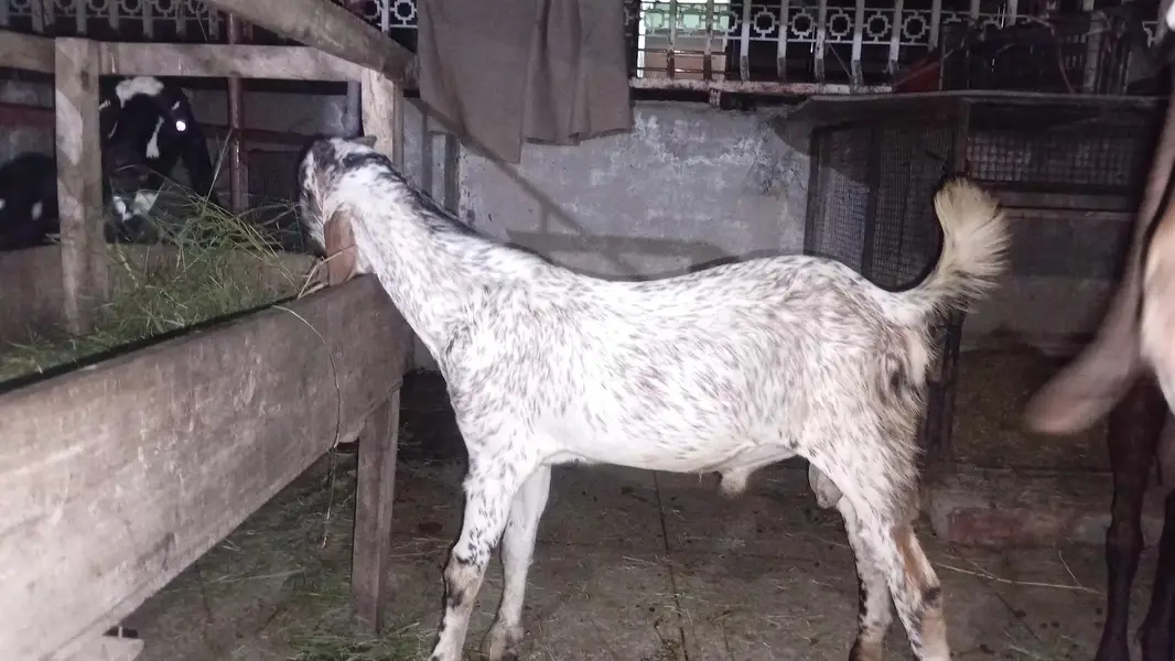 Gaban Desi Bakri — photo 4