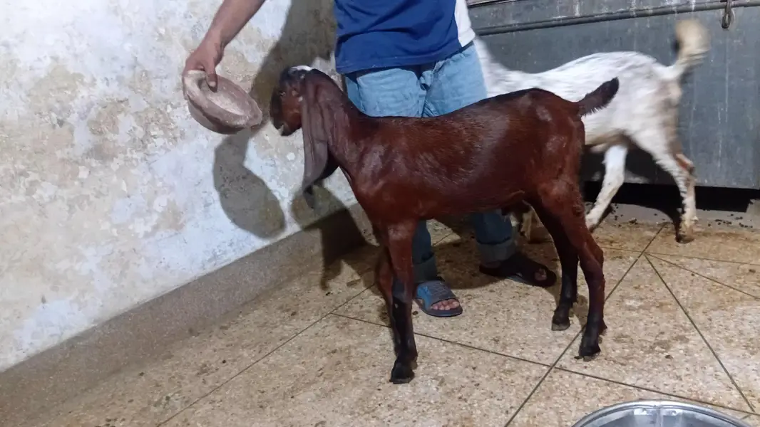 Gaban Desi Bakri — photo 5
