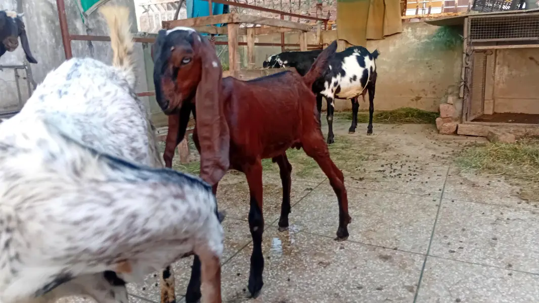 Gaban Desi Bakri — photo 6