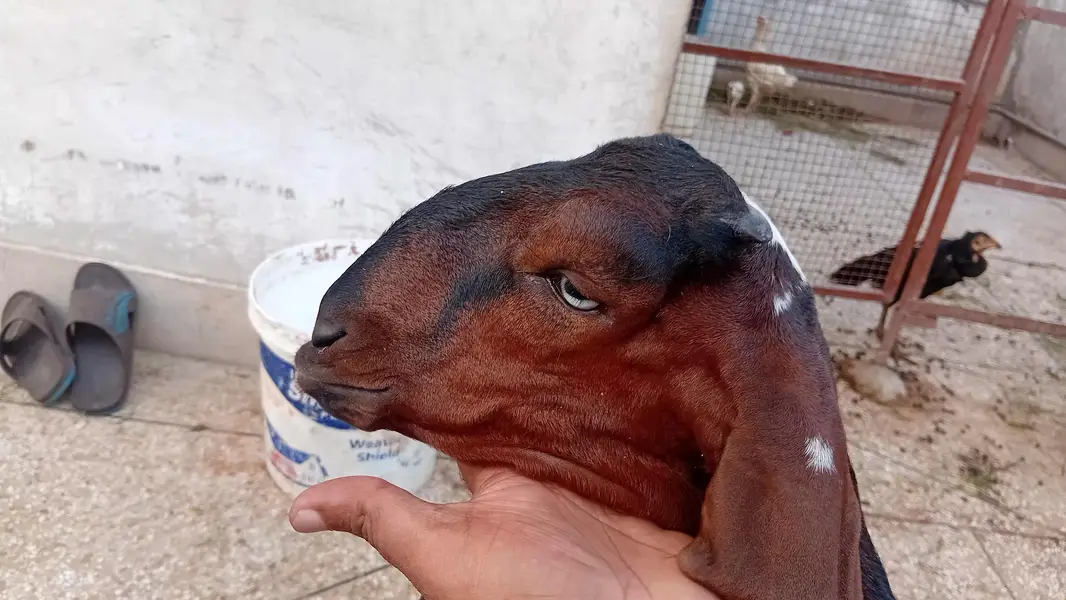 Gaban Desi Bakri — photo 7