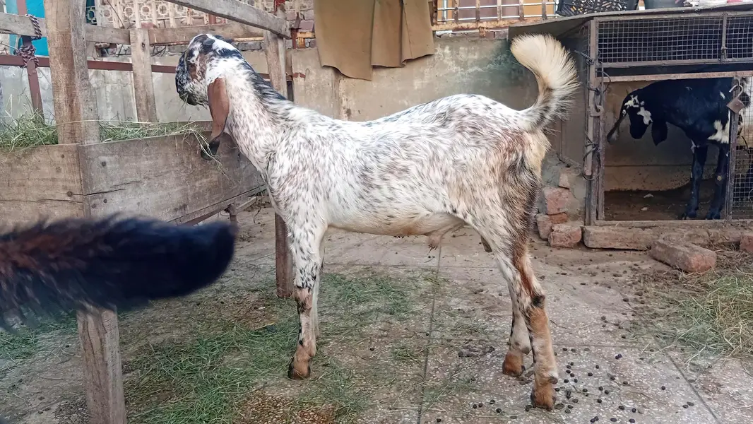 Gaban Desi Bakri — photo 8