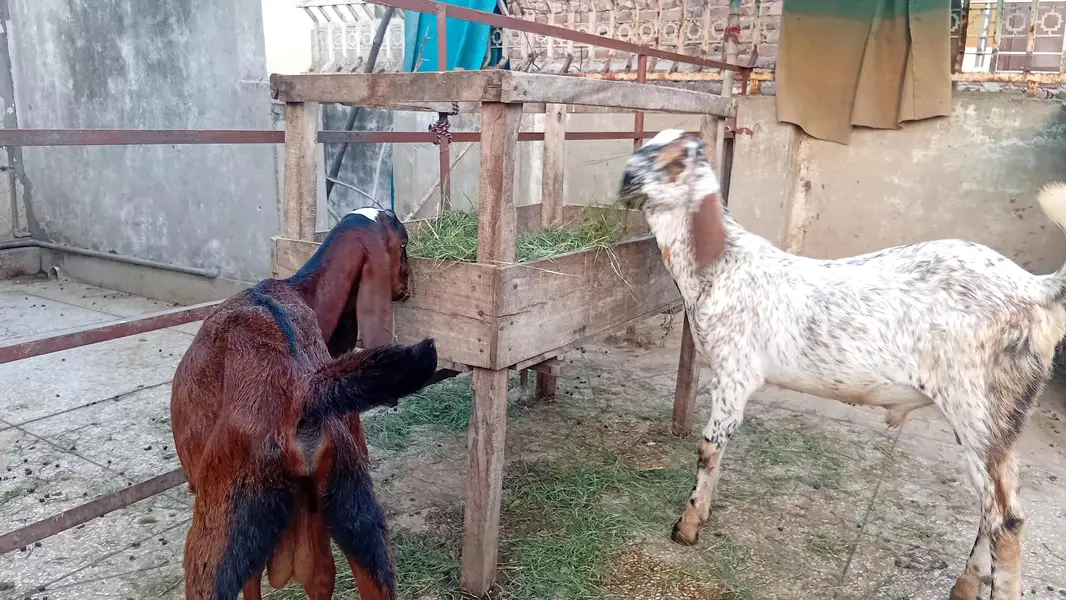 Gaban Desi Bakri — photo 9