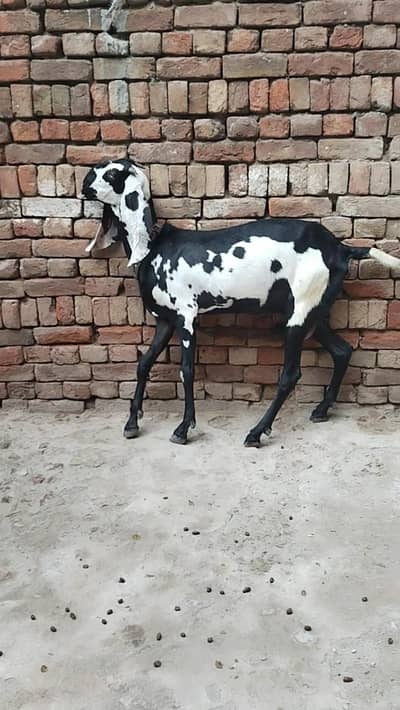 دو عدد بیتل امرتسری پٹھیں فور سیل لوکیشن ملتان چونگی نمبر 14