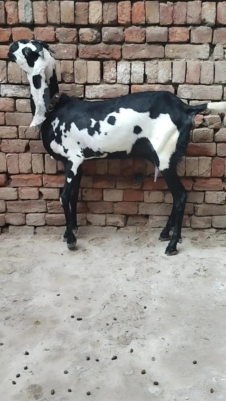 دو عدد بیتل امرتسری پٹھیں فور سیل لوکیشن ملتان چونگی نمبر 14 — photo 2
