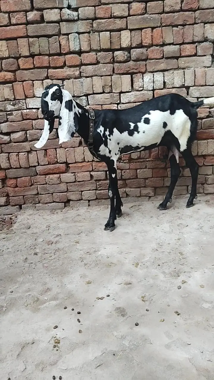 دو عدد بیتل امرتسری پٹھیں فور سیل لوکیشن ملتان چونگی نمبر 14 — photo 3