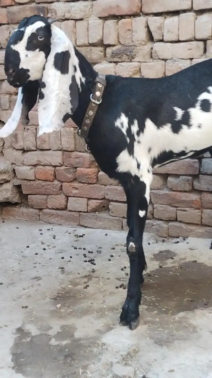 دو عدد بیتل امرتسری پٹھیں فور سیل لوکیشن ملتان چونگی نمبر 14 — photo 5