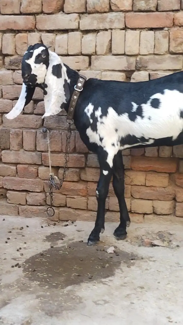 دو عدد بیتل امرتسری پٹھیں فور سیل لوکیشن ملتان چونگی نمبر 14 — photo 6