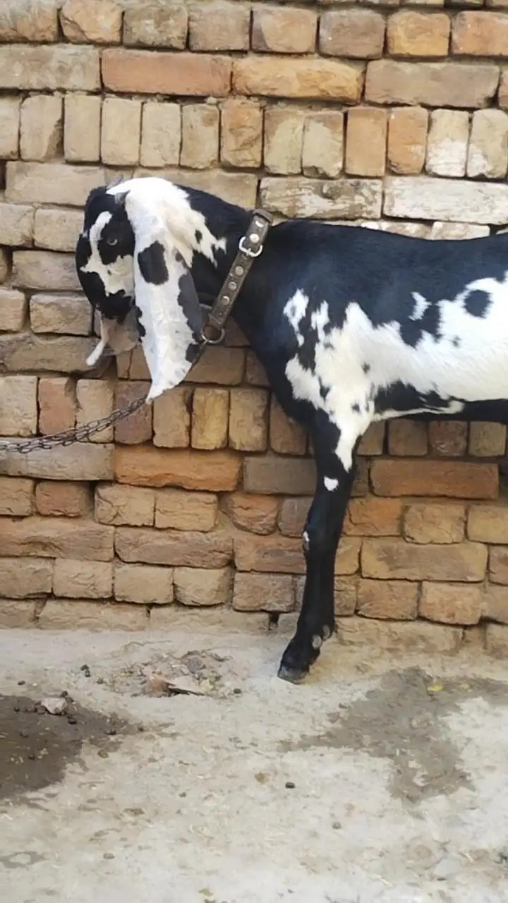 دو عدد بیتل امرتسری پٹھیں فور سیل لوکیشن ملتان چونگی نمبر 14 — photo 7