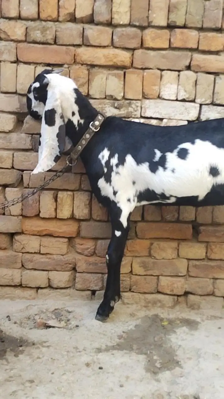 دو عدد بیتل امرتسری پٹھیں فور سیل لوکیشن ملتان چونگی نمبر 14 — photo 8