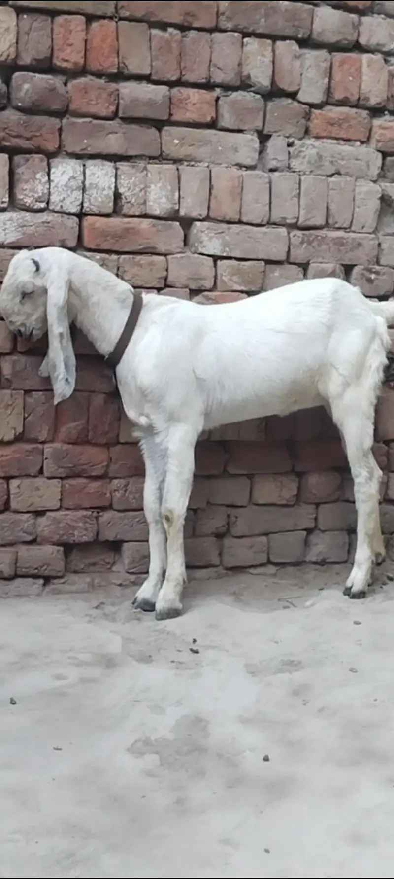 دو عدد بیتل امرتسری پٹھیں فور سیل لوکیشن ملتان چونگی نمبر 14 — photo 9