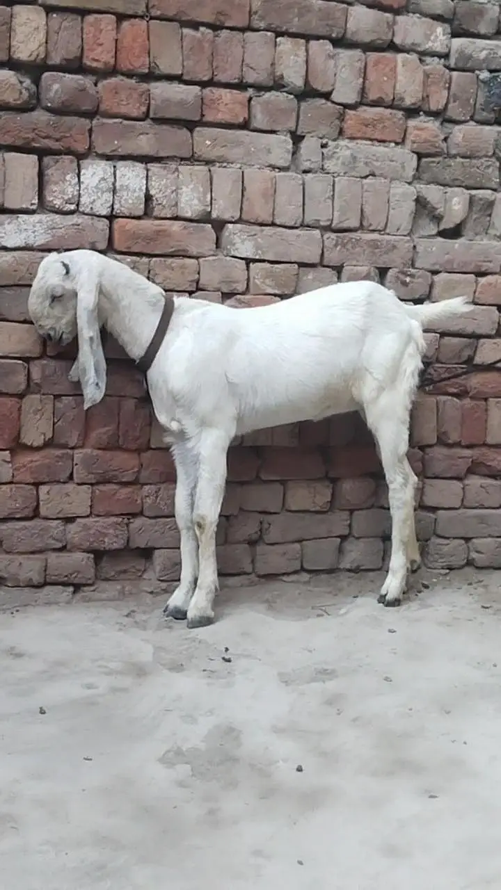 دو عدد بیتل امرتسری پٹھیں فور سیل لوکیشن ملتان چونگی نمبر 14 — photo 10