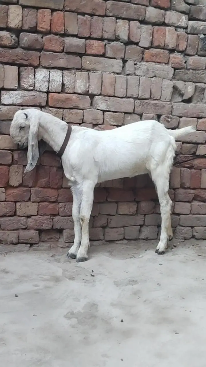 دو عدد بیتل امرتسری پٹھیں فور سیل لوکیشن ملتان چونگی نمبر 14 — photo 11