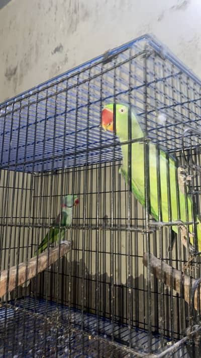 Raw parrot breeder pair