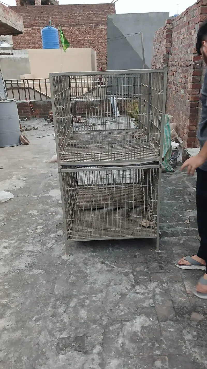 Cages birds or hen — photo 2