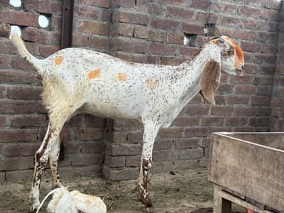 Pure makhi chini bakri achy dodh wali