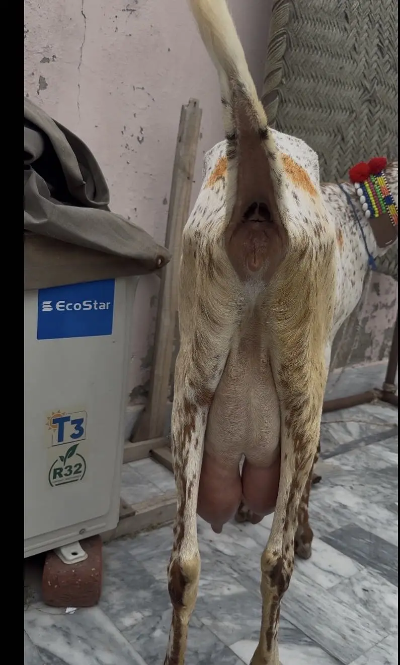 Pure makhi chini bakri achy dodh wali — photo 2