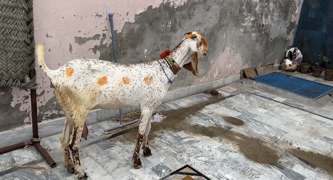 Pure makhi chini bakri achy dodh wali — photo 3